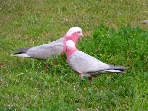A Couple of Galahs